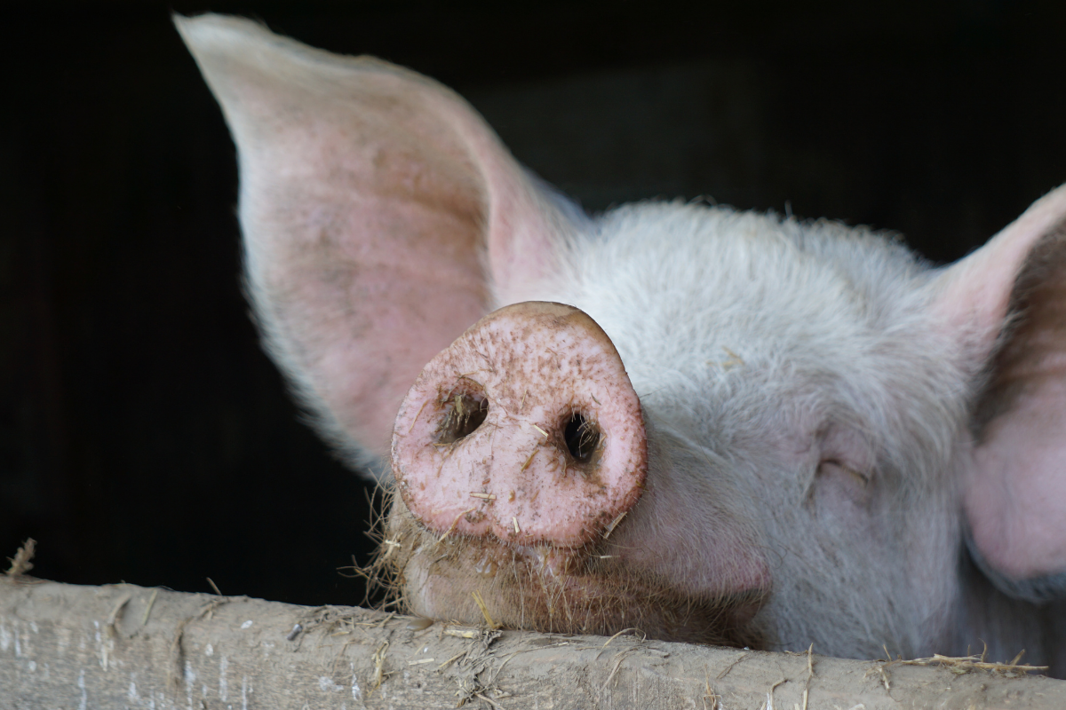 Pig. Photographed by freisein. Image via Shutterstock.