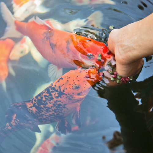 <strong>Guided Fish Feeding</strong>