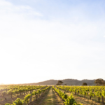Burnbrae Wines. Photographed by Guy Williment. Image via Destination NSW.