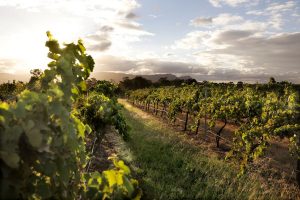 Mount Pleasant Wines. Photographed by Chris Elfes. Image supplied