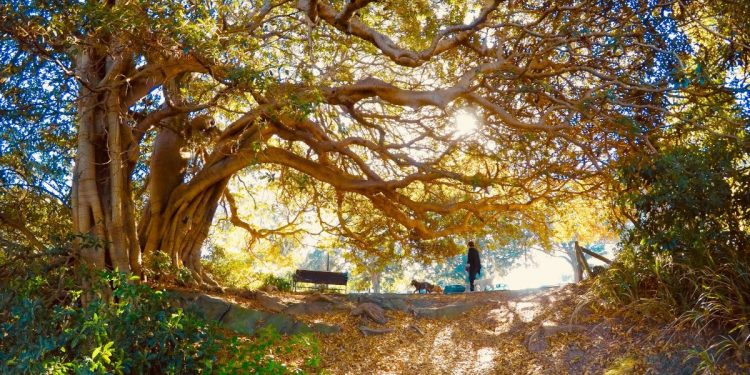 Cooks River. Image: fotoshala / Shutterstock