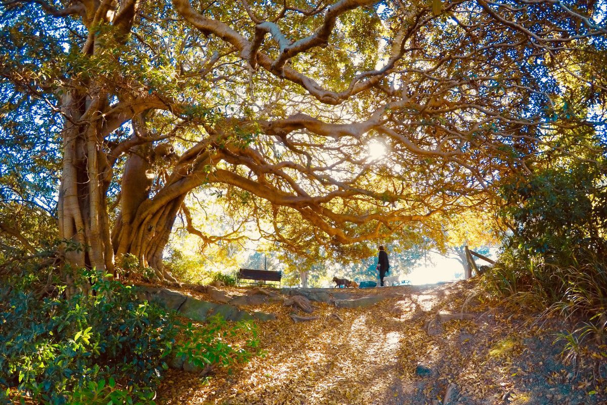 Cooks River. Image: fotoshala / Shutterstock