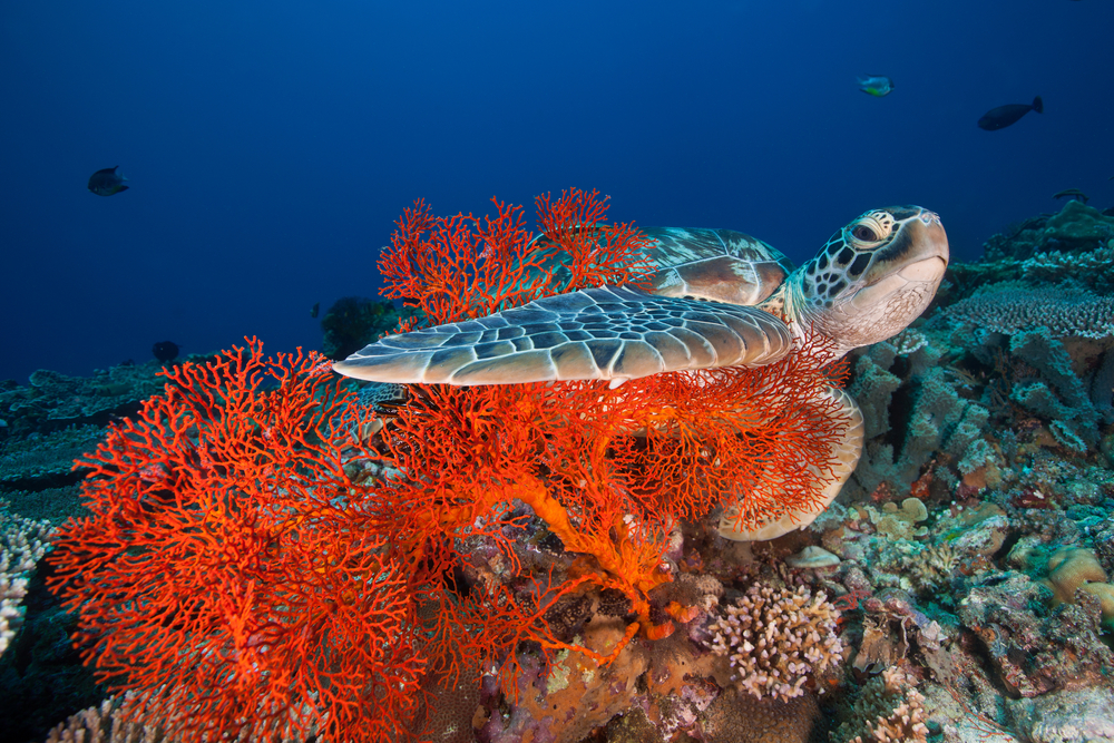 Green Turtle. Photographed by Daniel Wilhelm Nilsson. Image via Shutterstock