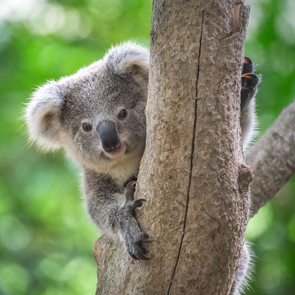 Koala Cams at Lone Pine