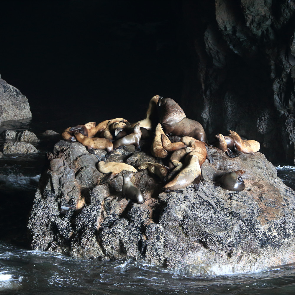 Sea Lion Caves, USA