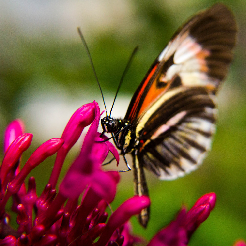 Butterfly World, USA