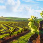 Barossa Valley. Photographed by hddigital. Image via Shutterstock.