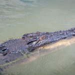 Crocodile. Image: Randall Armstrong