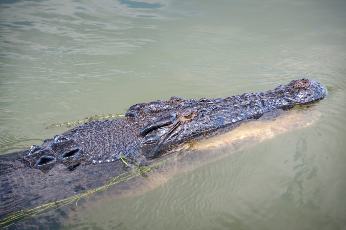 Crocodile. Image: Randall Armstrong