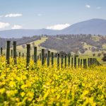 Vineyard at Yarra Valley. Photographed by FiledIMAGE. Image via Shutterstock.