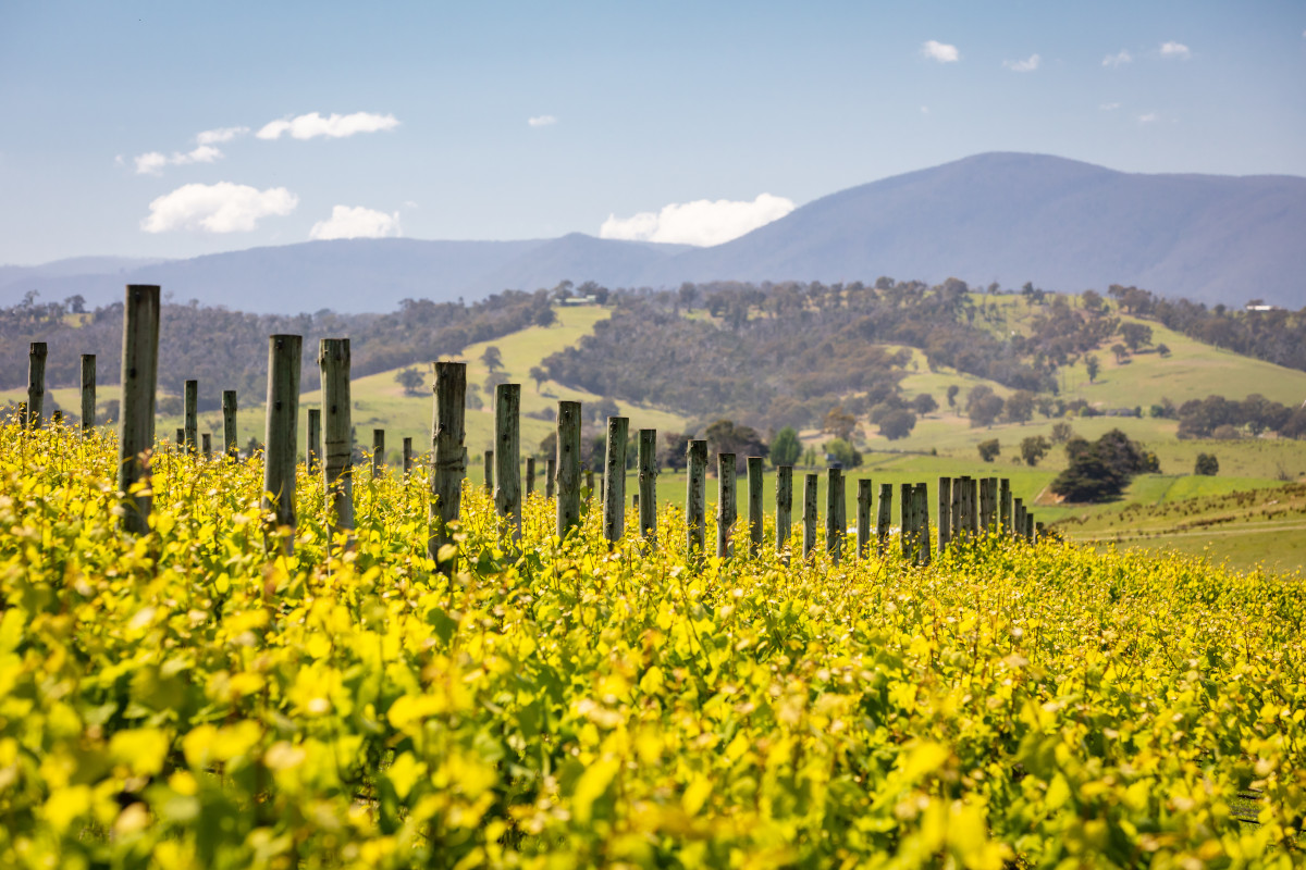 Vineyard at Yarra Valley. Image: Shutterstock