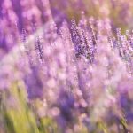 Lavendar. Photographed by Kotkoa. Image via Shutterstock.