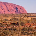 Camel riders near Uluru. Photographed by FiledIMAGE. Image via Shutterstock.