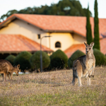 Chateau Elan Hunter Valley. Image supplied