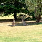 Cobram Golf Club, The Murray. Grey Wallabies/ Kangaroos. Image via Rebecca Cherote for Hunter and Bligh