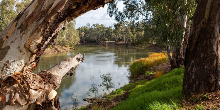 The Murray River. Image via Darrell Leach. Image purchased.