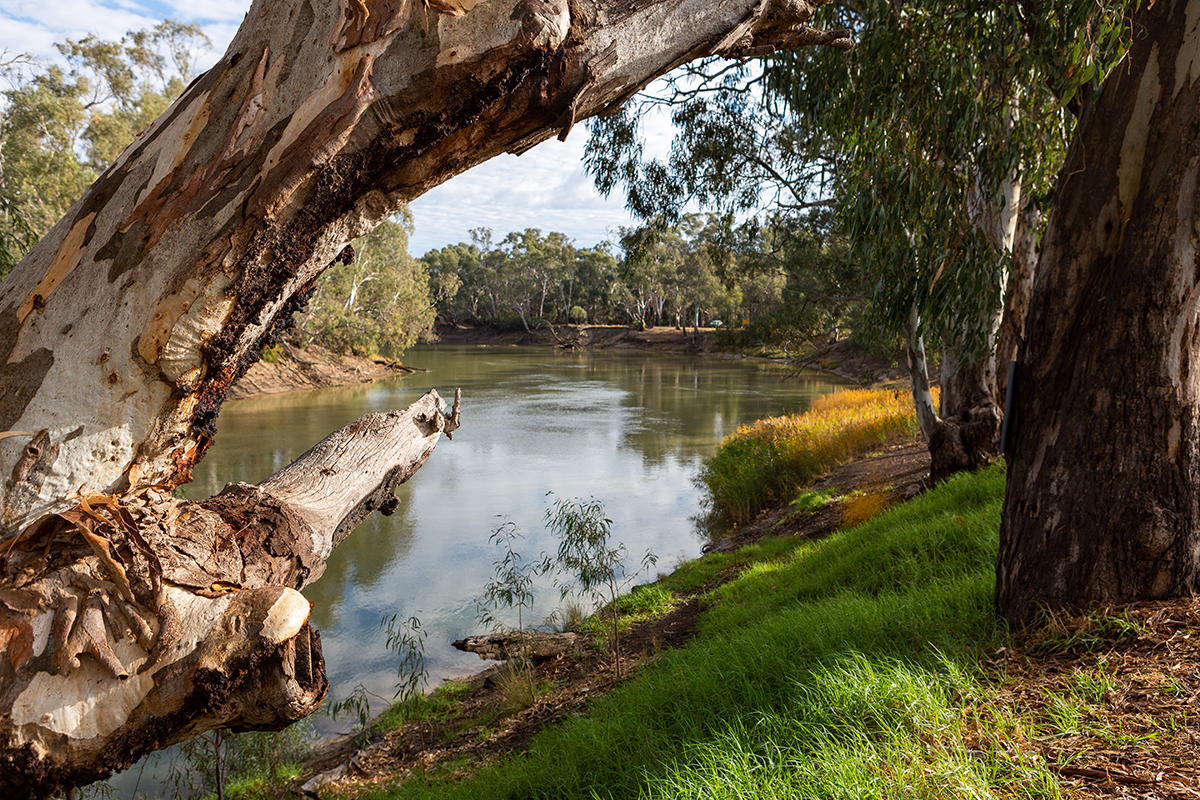 The Murray River. Image via Darrell Leach. Image purchased.