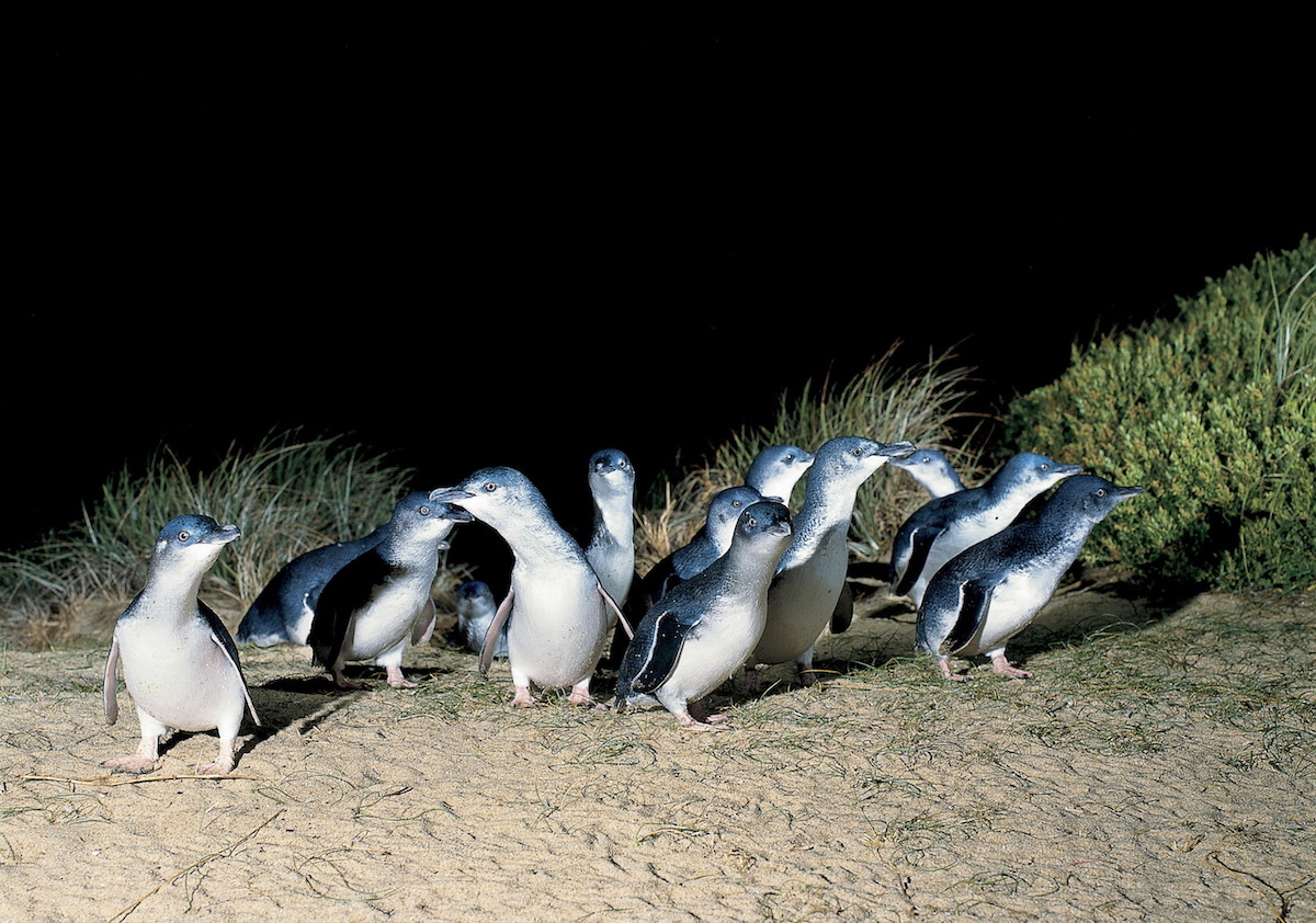 Phillip Island Nature Park. Image supplied via Phillip Island Nature Park.