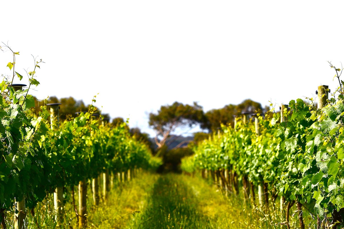 Vineyards at Phillip Island. Photographed by Destination Phillip Island. Image supplied via Visit Victoria.