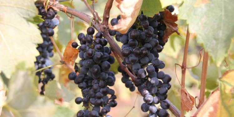 Grapes. Image supplied