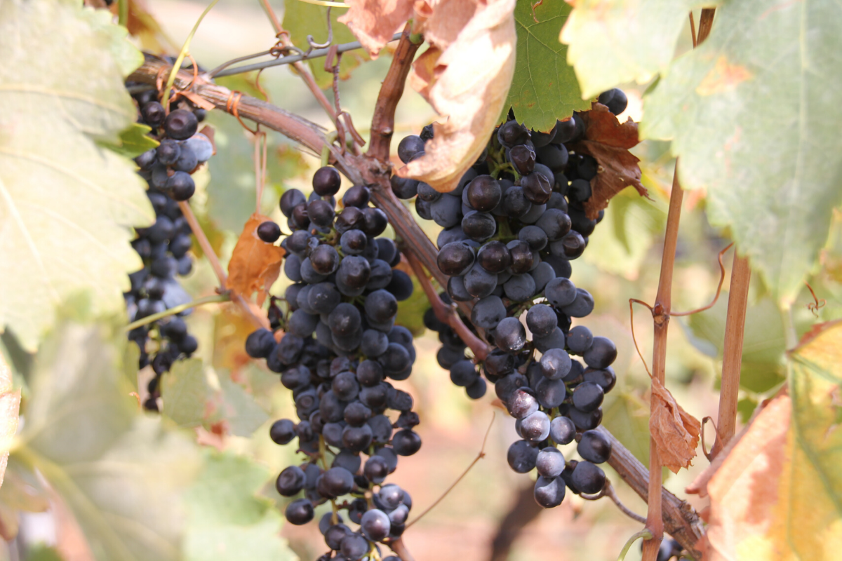 Grapes. Image supplied