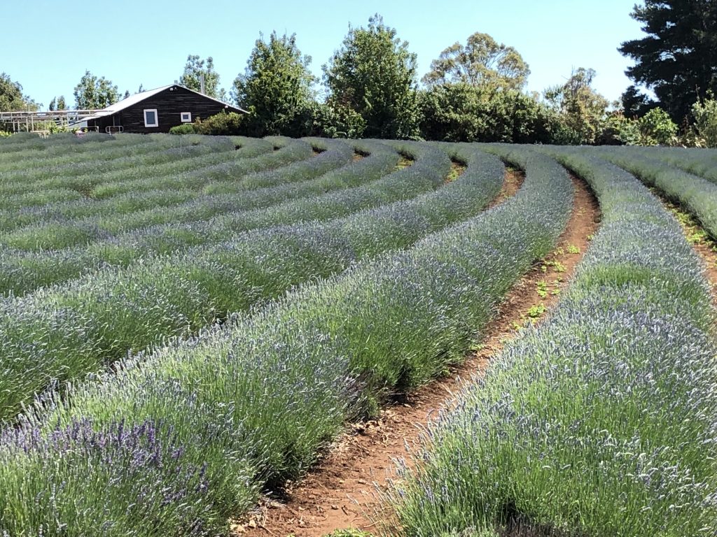 Lavender Farm in Tasmania.