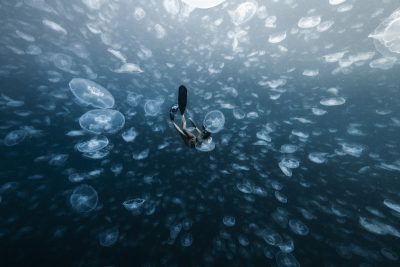 Jellyfish Raja Ampat Islands. Photographed by Alex Kydd. Image supplied