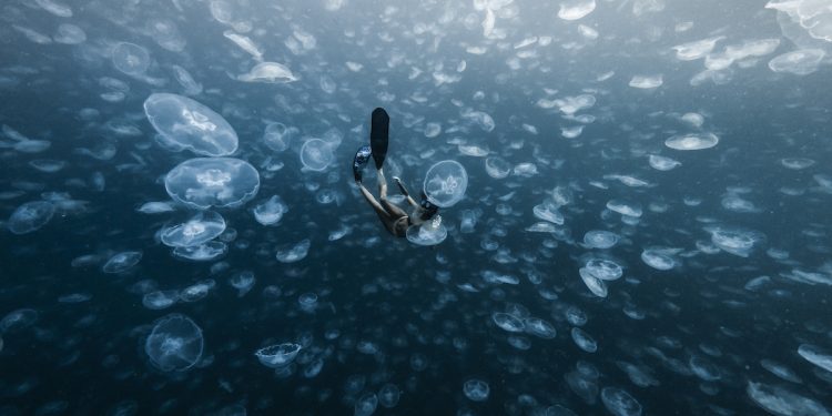 Jellyfish Raja Ampat Islands. Photographed by Alex Kydd. Image supplied
