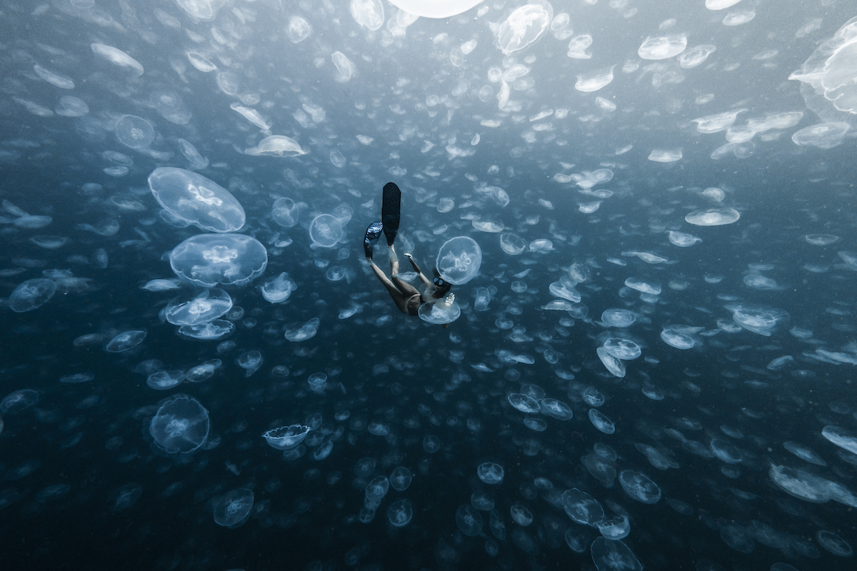 Jellyfish Raja Ampat Islands. Photographed by Alex Kydd. Image supplied
