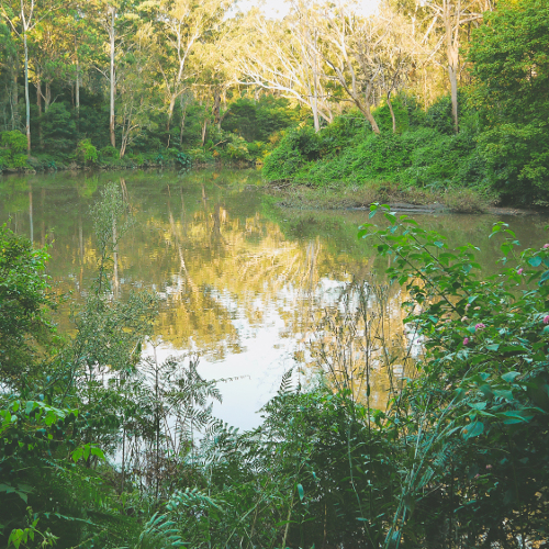 Lane Cove River