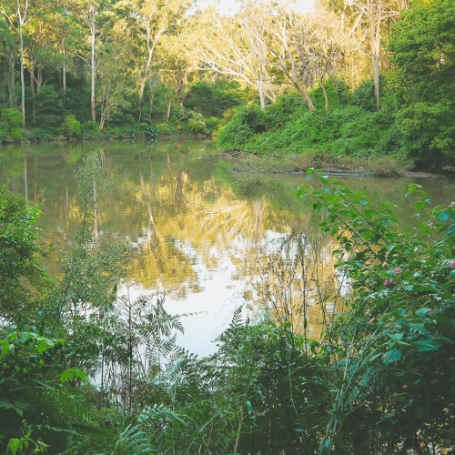 Lane Cove River