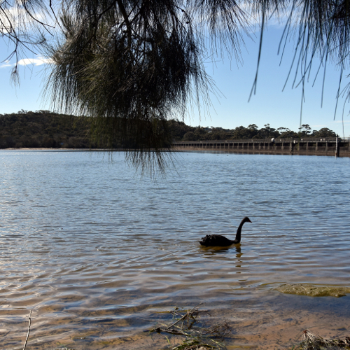 Manly Dam