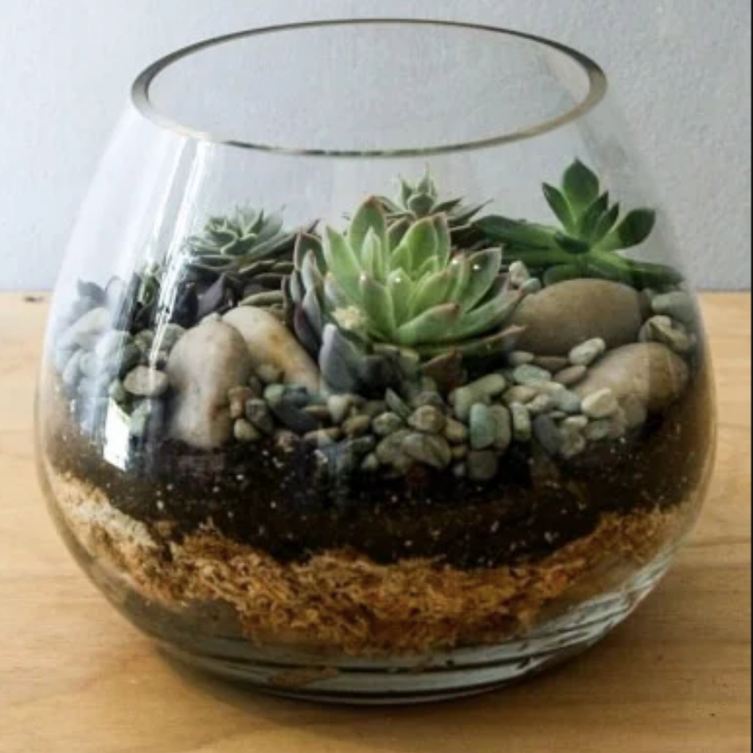 6. Merchant & Green: Make a Succulent Terrarium