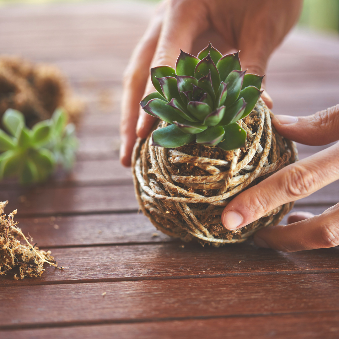 5. Merchant & Green: Make a Kokedama