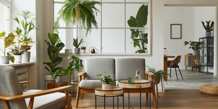 Australia's 10 Best and Easy Indoor Plants to Grow. Photographed by Followtheflow. Image via Shutterstock.