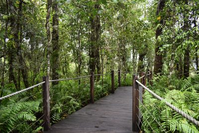 Secluded Rainforest Boardwalk. Photographed by Madeline Paulsen. Image supplied via Hunter and Bligh