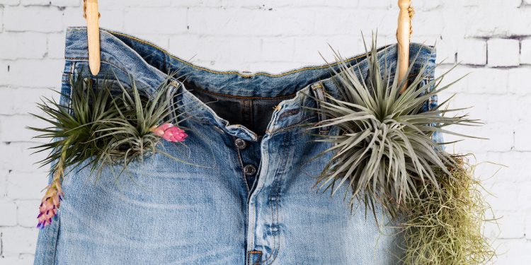 Denim jeans with plants. Photographed by Ovnigraphic. Image via Shutterstock