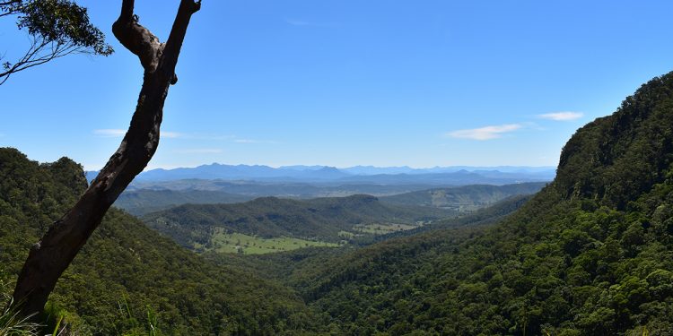 Lamington National Park. Photographed by Madeline Paulsen. Image supplied via Hunter and Bligh