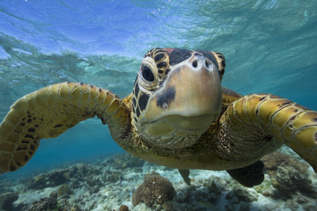 Sea Turtle, Lady Elliot Island, QLD