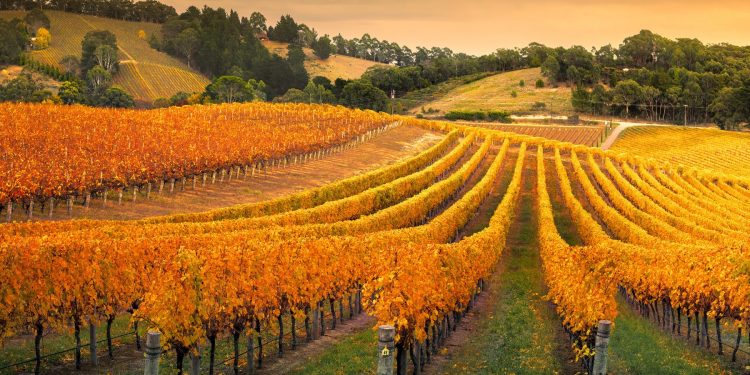Adelaide Hills Vineyard. Photographed by kwest. Image via Shutterstock