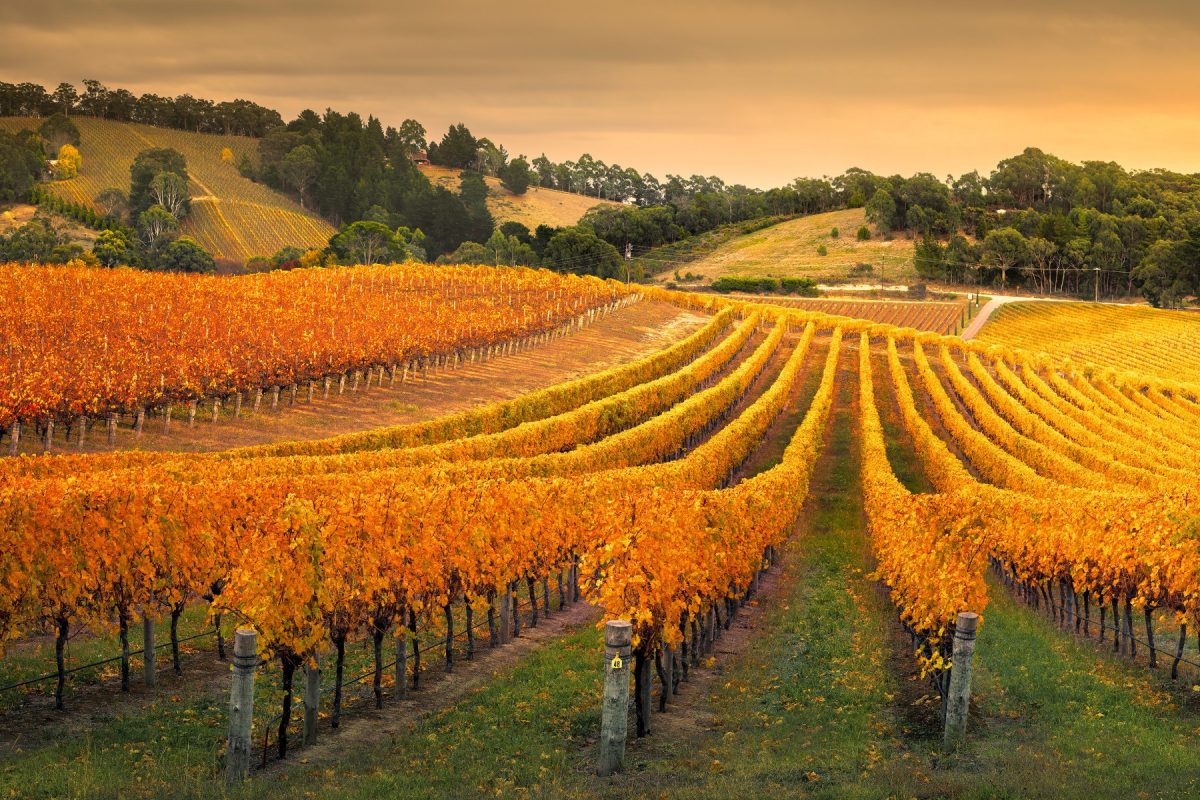 Adelaide Hills Vineyard. Photographed by kwest. Image via Shutterstock