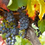 Barossa Valley Grapes. Photographed by Darren Tierney. Image via Shutterstock.