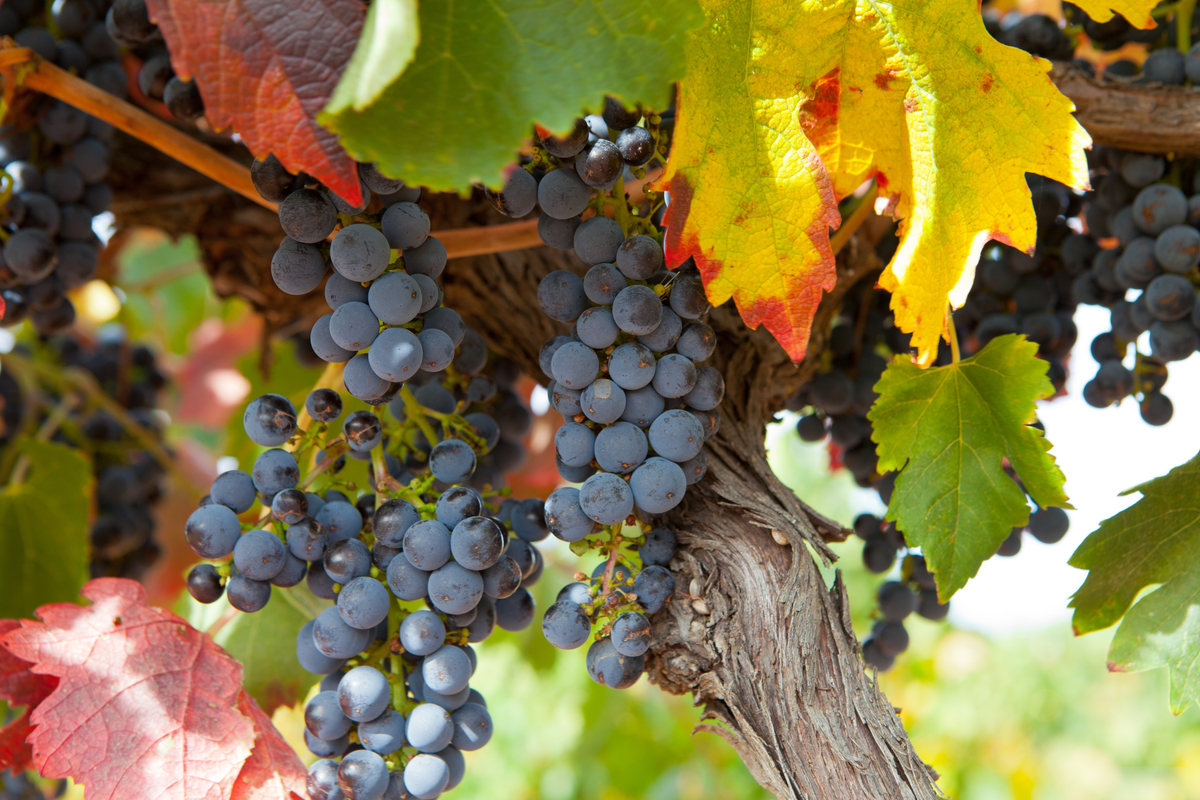 Barossa Valley Grapes. Photographed by Darren Tierney. Image via Shutterstock