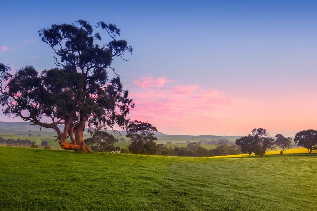 Clare Valley, South Australia. Photographed by kwest. Image via Shutterstock.
