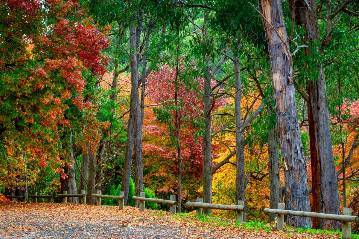 Mount Lofty Botanic Garden. Photographed by amophoto_au. Image via Shutterstock