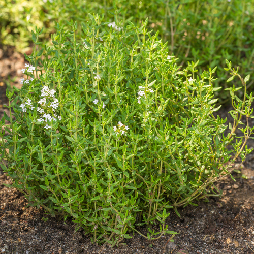 6. Thyme