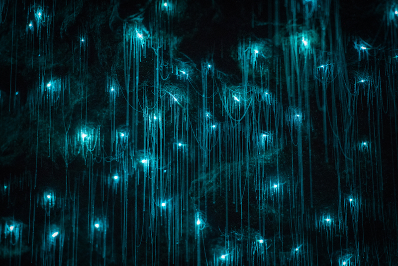 Glowworm Caves, Image via: Shaun Jeffers, Shutterstock