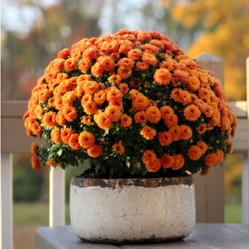 <strong>10. Mums</strong> <em>Chrysanthemums</em>