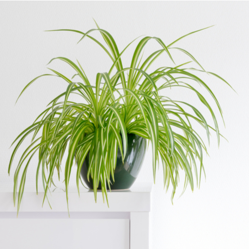 <strong>1. Spider Plant</strong> <em>Chlorophytum Comosum</em>