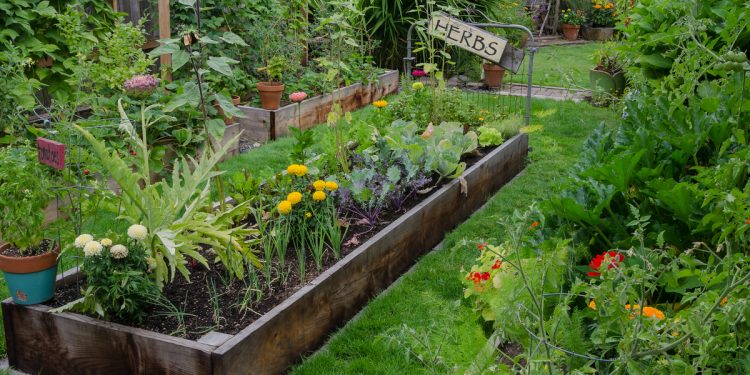 vegetable garden